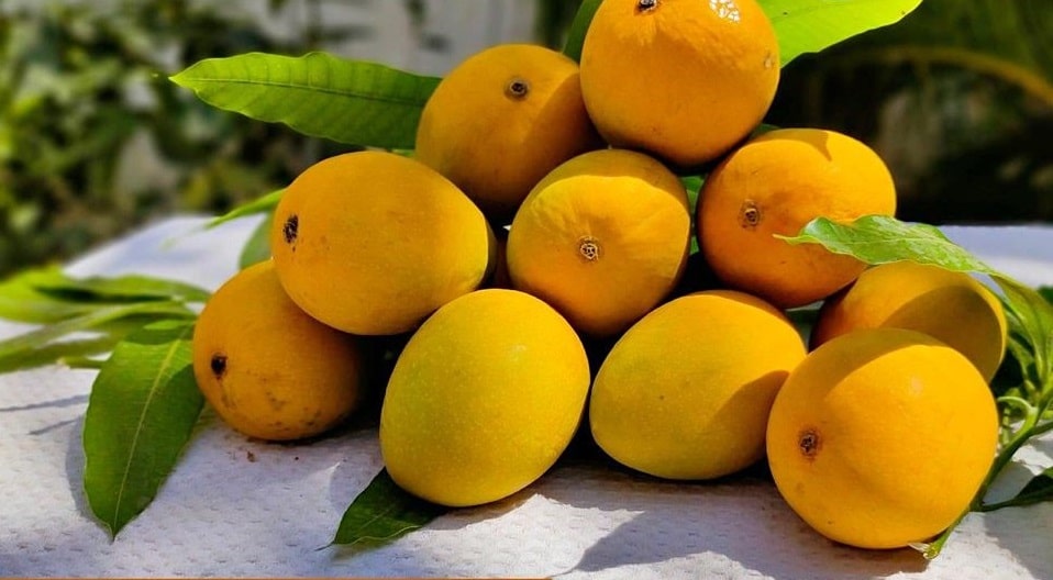 devgad mango